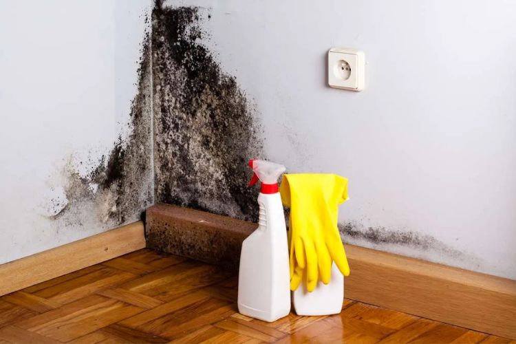 Black Mold