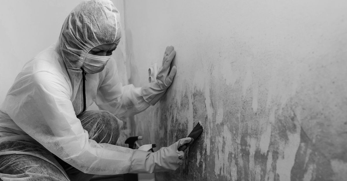 Mold Removal Specialist