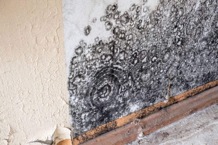 Black Mold