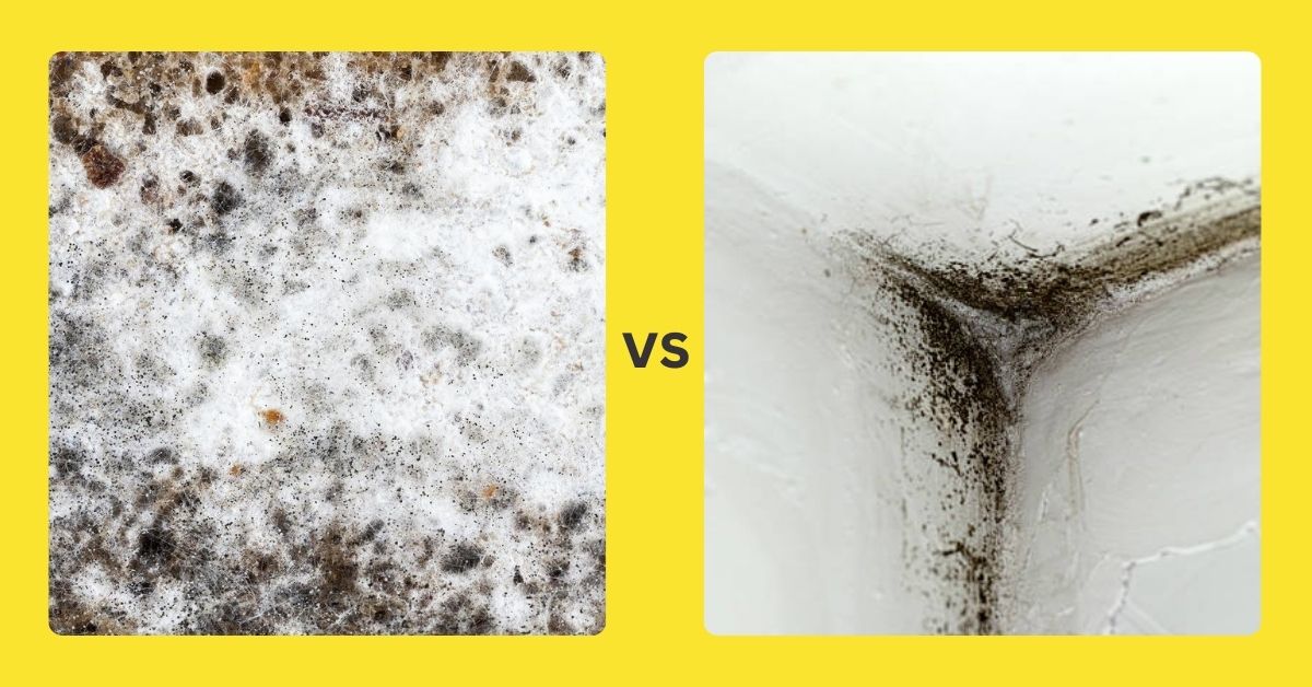 white mold vs black mold