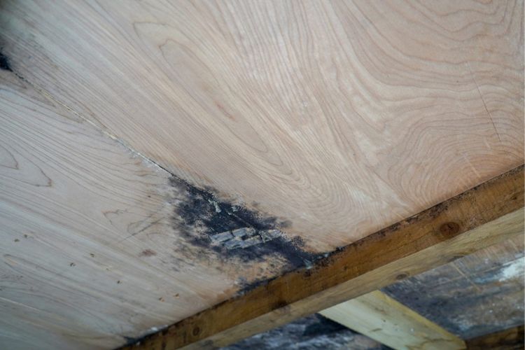 Spotting the Signs and Killing Mold on Wood