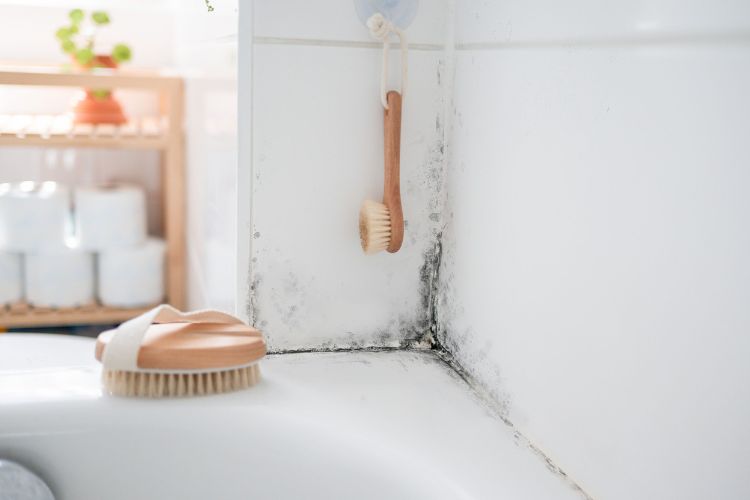 Mistakes To Avoid While Killing Mold on Wood