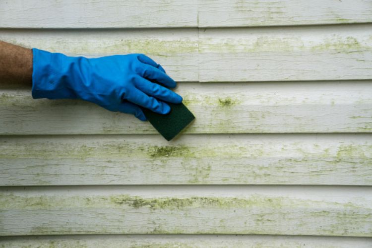 Scrub the Mold Off Wood