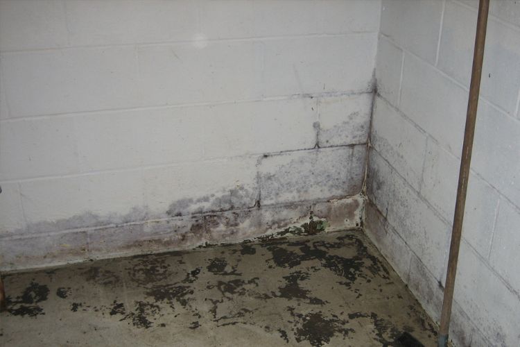 Basement Mold Inspection