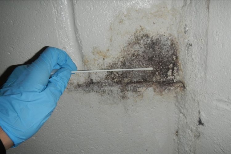 mold detector