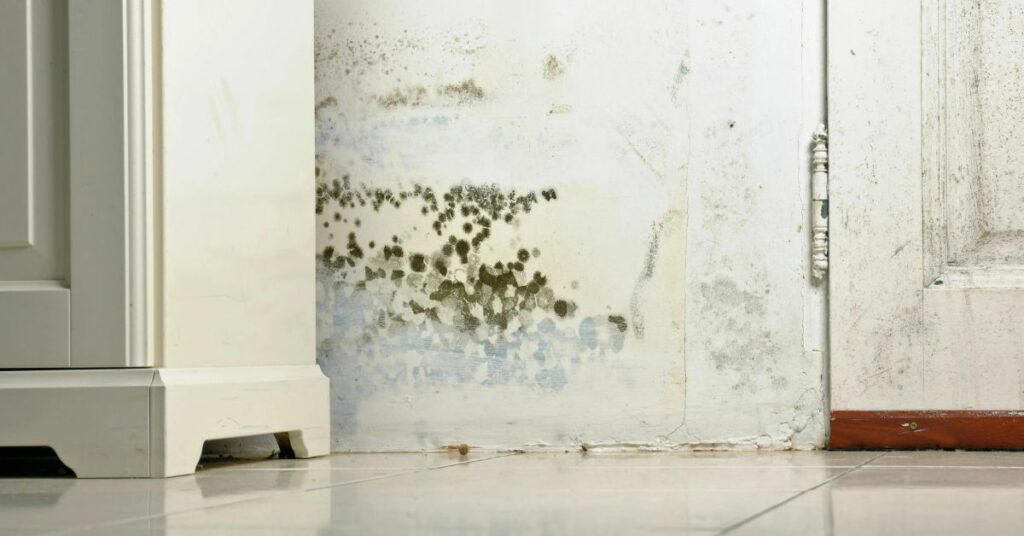 mold on basement walls