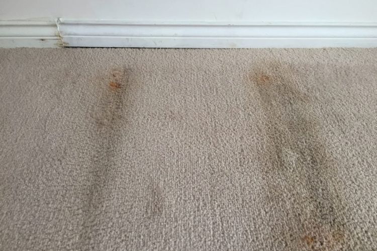 Carpet Mold